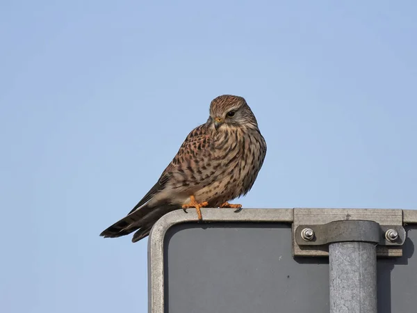 Звичайний кестр (Falco tinunculus).) — стокове фото