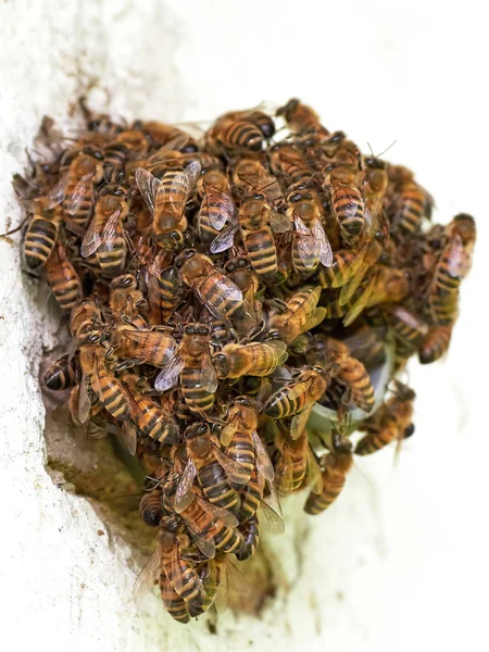 Пчелы в стае на бетонной стене — стоковое фото