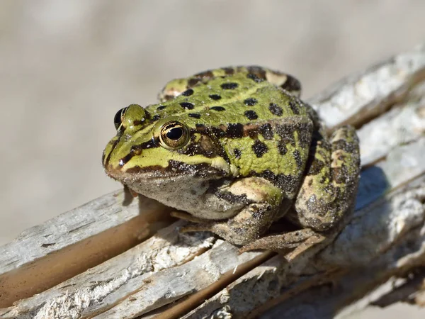 Jedlá žába (Pelophylax kl. esculentus) — Stock fotografie