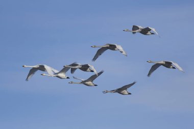 Ötücü kuğu (Cygnus cygnus)