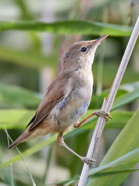 Bayağı kamışçın (acrocephalus scirpaceus)