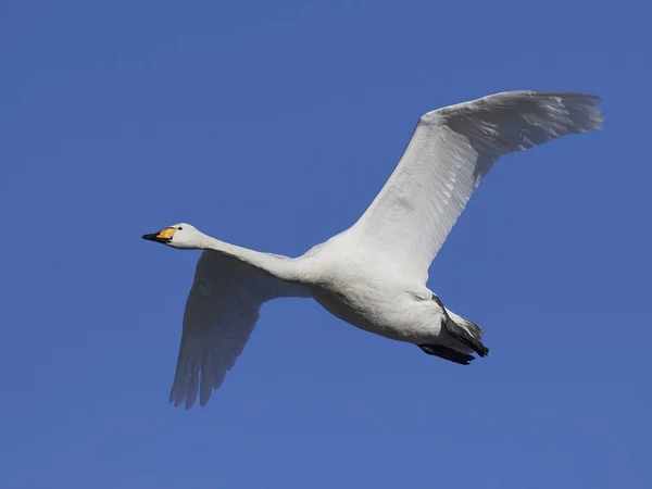 Whooper swan (Cygnus cygnus) — Stock Photo, Image