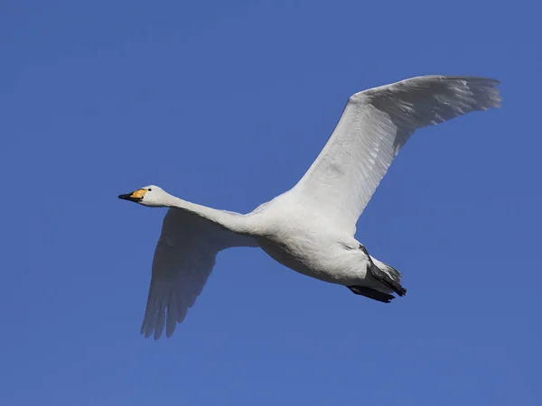 Белый лебедь (Cygnus cygnus) ) — стоковое фото