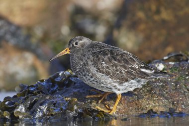 Mor kum kuşu (Calidris maritima)