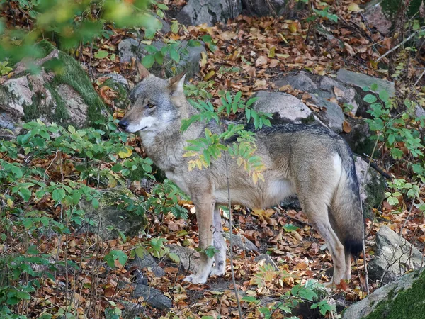 Серый волк (Canis lupus ) — стоковое фото