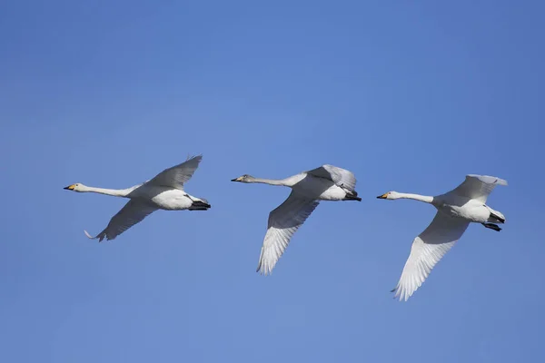 Cisnes-do-mato (Cygnus cygnus) ) — Fotografia de Stock