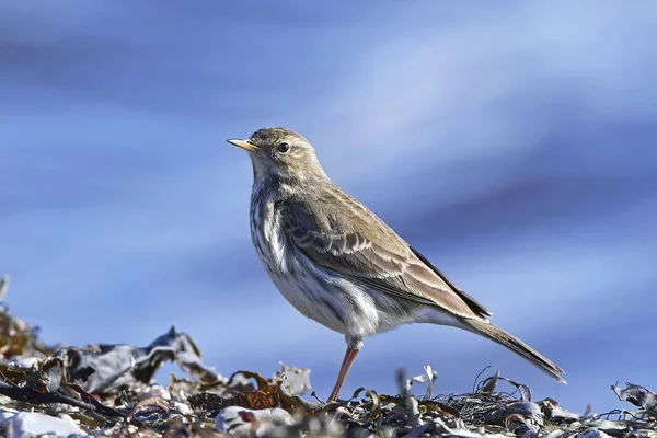 Water pipit (Anthus spinoletta) — Stock Photo, Image