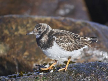 Ruddy Turnstone (arenaria yorumlaması)