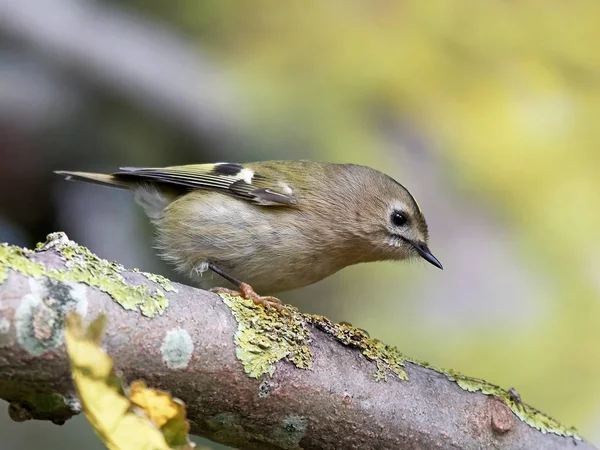 Cresta d'oro (Regulus regulus ) — Foto Stock