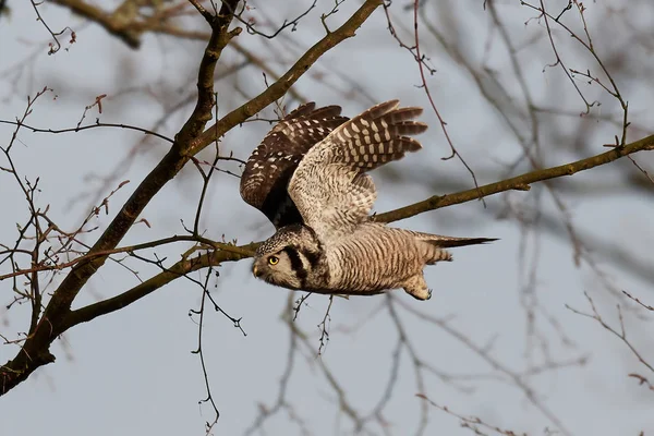 Chouette épervière (Surnia ulula) ) — Photo