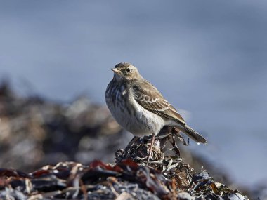 İncir kuşu (Anthus spinoletta)