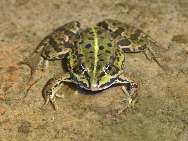 Edible frog (Pelophylax kl. 에스 쿨렌 투스) — 스톡 사진