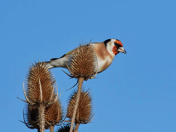 European Goldfinch (Carduelis carduelis) — Stock Photo, Image