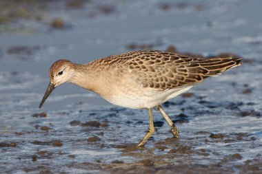 Ruff (Philomachus pugnax)