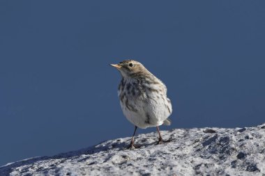 İncir kuşu (Anthus spinoletta)