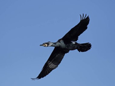 Büyük Karabatak (Phalacrocorax karbo)