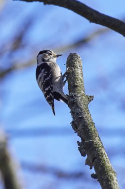 daha az benekli ağaçkakan (Dryobates minör)