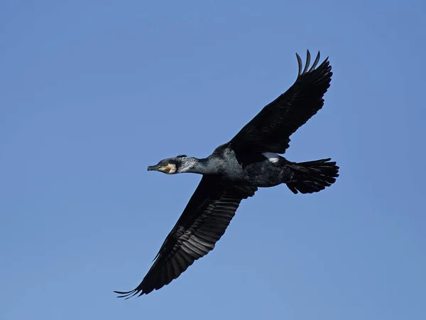 Великий баклажан (Phalacrocorax carbo ) — стокове фото