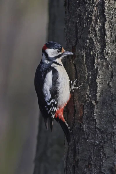 Great spotted woodpecker (Dendrocopos major) — Stock Photo, Image