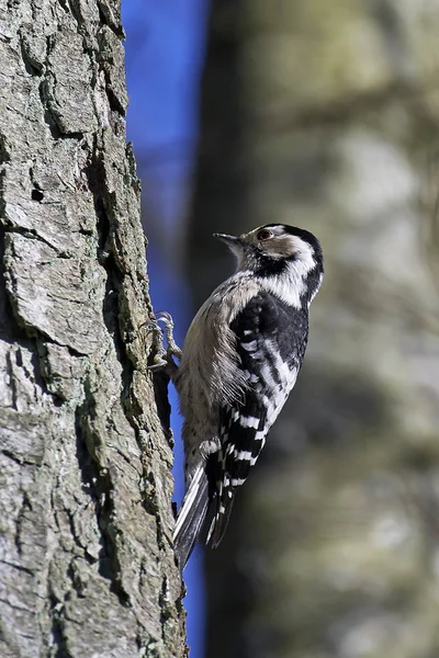 Buntspecht (Dryobates minor)) — Stockfoto