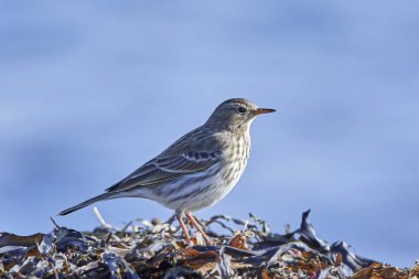 İncir kuşu (Anthus spinoletta)