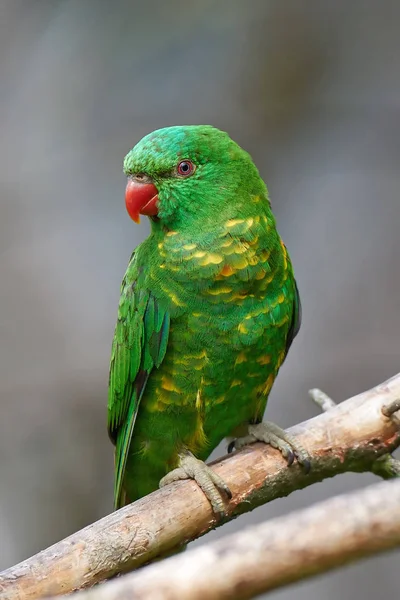 うろこ状ブレスト ゴシキセイガイインコ （trichoglossus chlorolepidotus) — ストック写真