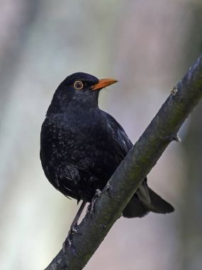 Yaygın karatavuk (Turdus merula)