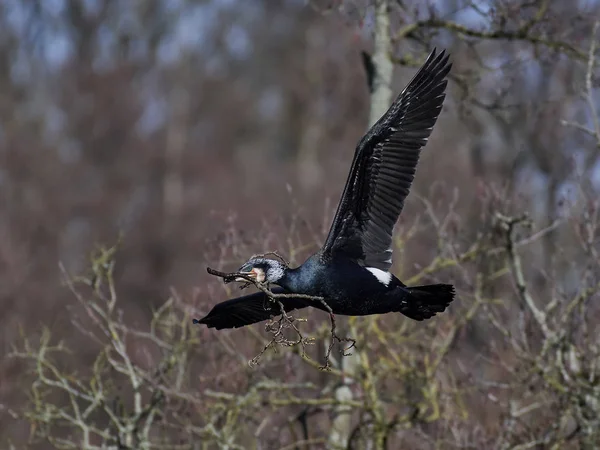 Большой баклан (Phalacrocorax carbo) — стоковое фото