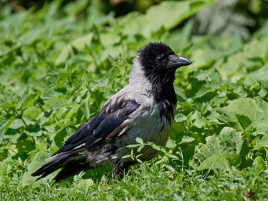 Kapüşonlu Karga (Corvus Cornix)