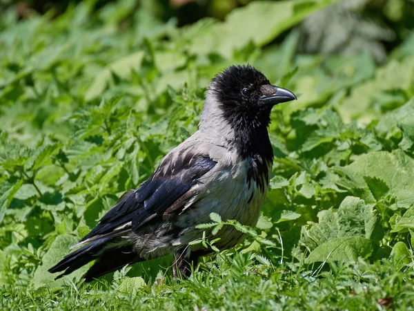 Ворона с капюшоном (Corvus cornix) ) — стоковое фото