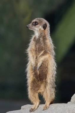 çöl faresi (suricata suricatta)
