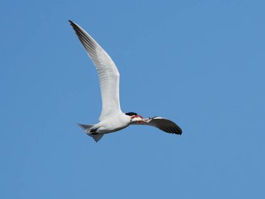 Hazar Deniztarağı (Hidroprogne Caspia)