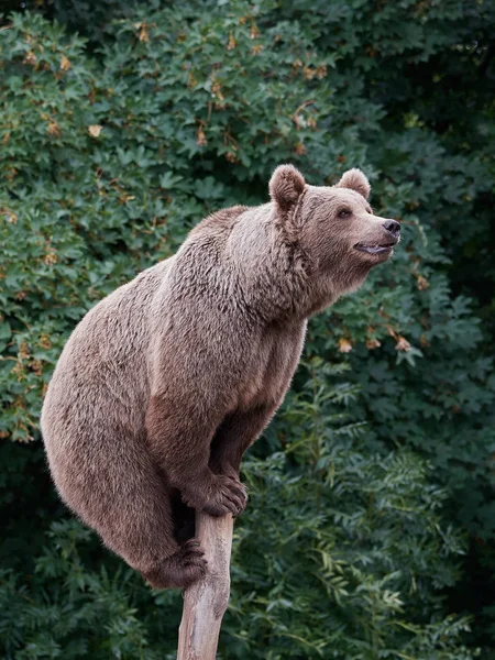 Бурый медведь (Ursus arctos)) — стоковое фото