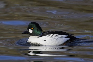 ortak goldeneye (bucephala clangula)