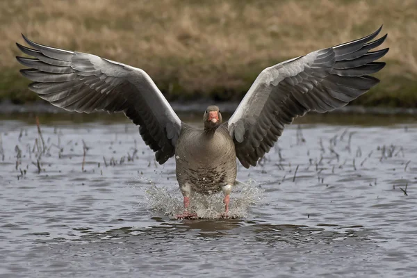 Ganso de Greylag (Anser anser) — Foto de Stock