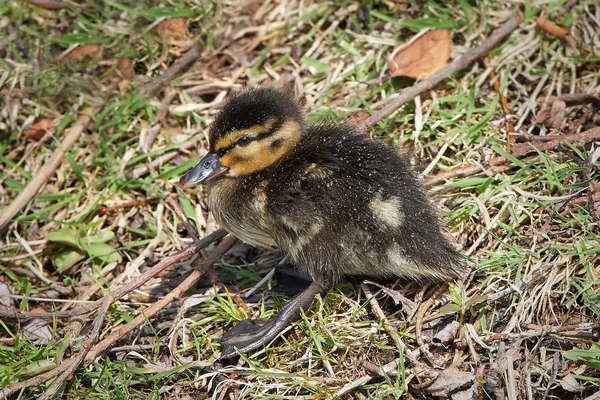 Divoká kachna (Anas platyrhynchos) — Stock fotografie