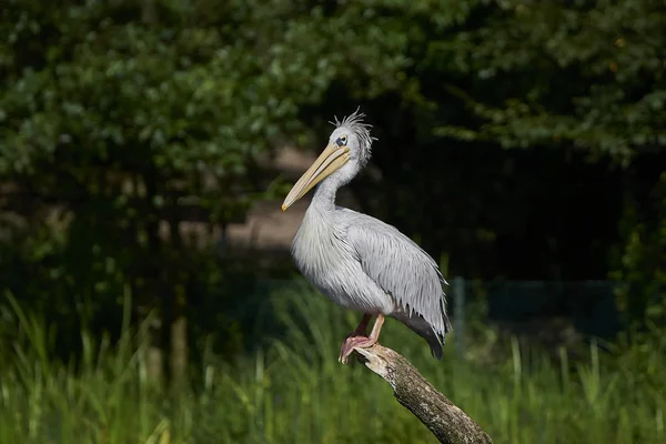 Pink-backed pelican (Pelecanus rufescens) — Stock Photo, Image