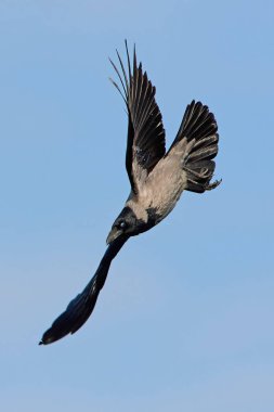 Kapüşonlu Karga (Corvus Cornix)