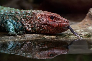 Kuzey caiman kertenkele (dracaena guianensis)