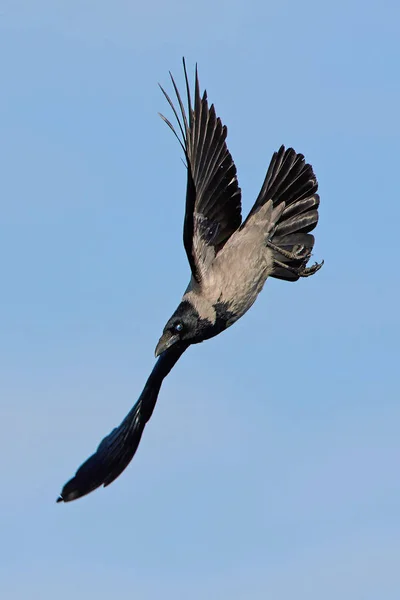 Vrána zakuklená (Corvus Cornix) — Stock fotografie