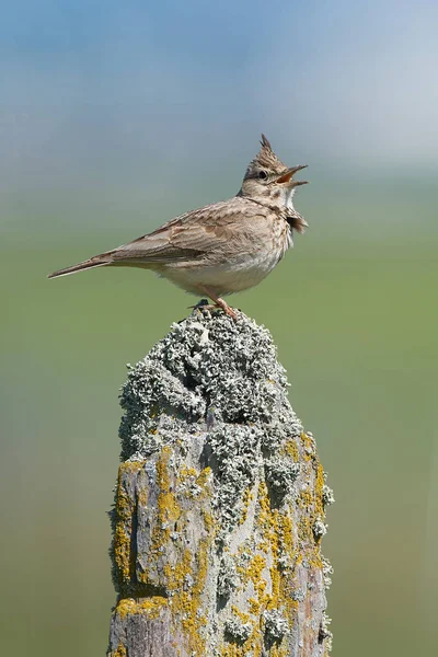 Crested lark (Galerida cristata) — Stock Photo, Image