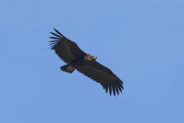 Black vulture (Aegypius monachus) — Stock Photo, Image