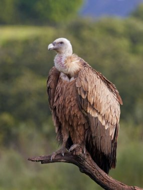 Griffon vulture (Gyps fulvus) clipart