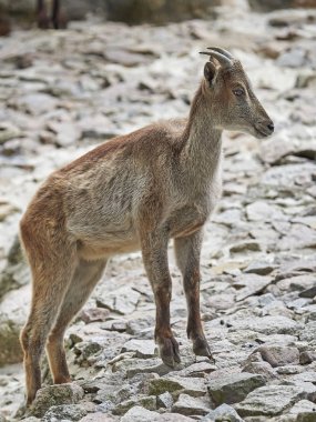 Himalaya tahr (Hemitragus jemlahicus)