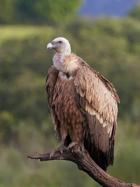 Griffon akbabası (Gyps fulvus)
