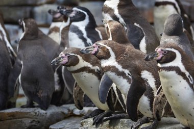 Humboldt pengueni (Spheniscus humboldti)