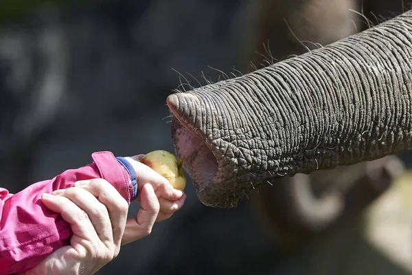 Parent and child feeding an elephant — Stock Photo, Image