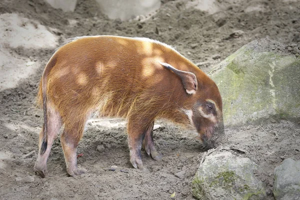 Rood rivierzwijn (Potamochoerus porcus)) — Stockfoto