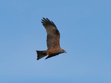 siyah uçurtma (milvus migrans)