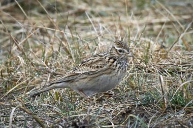 Avrasya skylark (Alauda arvensis)